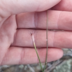 Wahlenbergia capillaris at QPRC LGA - 17 Apr 2024