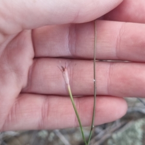 Wahlenbergia capillaris at QPRC LGA - 17 Apr 2024