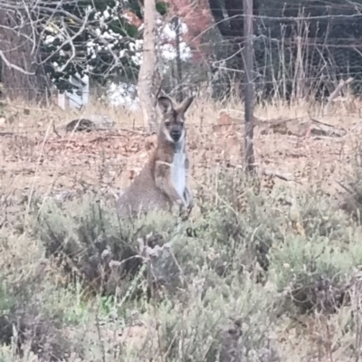 Notamacropus rufogriseus (Red-necked Wallaby) at Bungendore, NSW - 17 Apr 2024 by clarehoneydove