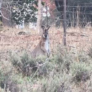 Notamacropus rufogriseus at QPRC LGA - suppressed