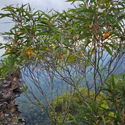 Unidentified Gum Tree at Blue Mountains National Park - 17 Apr 2024 by MatthewFrawley