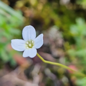 Mitrasacme polymorpha at Blue Mountains National Park - 17 Apr 2024