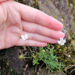 Mitrasacme polymorpha at Blue Mountains National Park - 17 Apr 2024