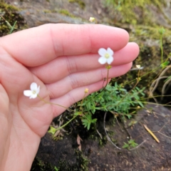 Mitrasacme polymorpha at Blue Mountains National Park - 17 Apr 2024