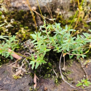 Mitrasacme polymorpha at Blue Mountains National Park - 17 Apr 2024