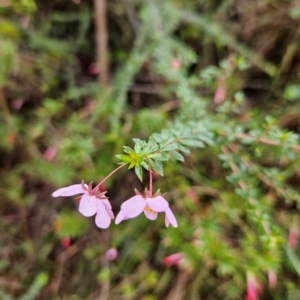 Tetratheca thymifolia at Katoomba, NSW - 17 Apr 2024