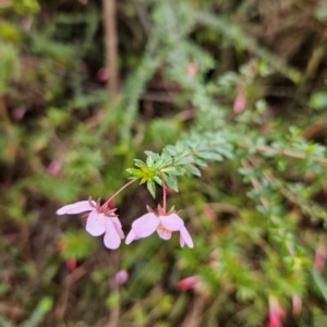 Tetratheca thymifolia at Katoomba, NSW - 17 Apr 2024 03:31 PM
