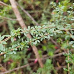 Tetratheca thymifolia at Katoomba, NSW - 17 Apr 2024 03:31 PM