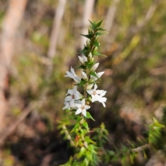 Epacris pulchella (Wallum Heath) at Katoomba, NSW - 17 Apr 2024 by MatthewFrawley