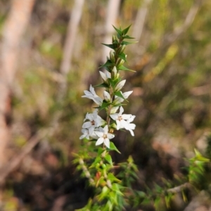 Epacris pulchella at Katoomba, NSW - 17 Apr 2024