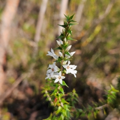 Epacris pulchella (Wallum Heath) at Katoomba, NSW - 17 Apr 2024 by MatthewFrawley