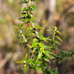 Epacris pulchella at Katoomba, NSW - 17 Apr 2024