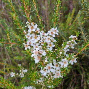 Leptospermum juniperinum at Blue Mountains National Park - 17 Apr 2024