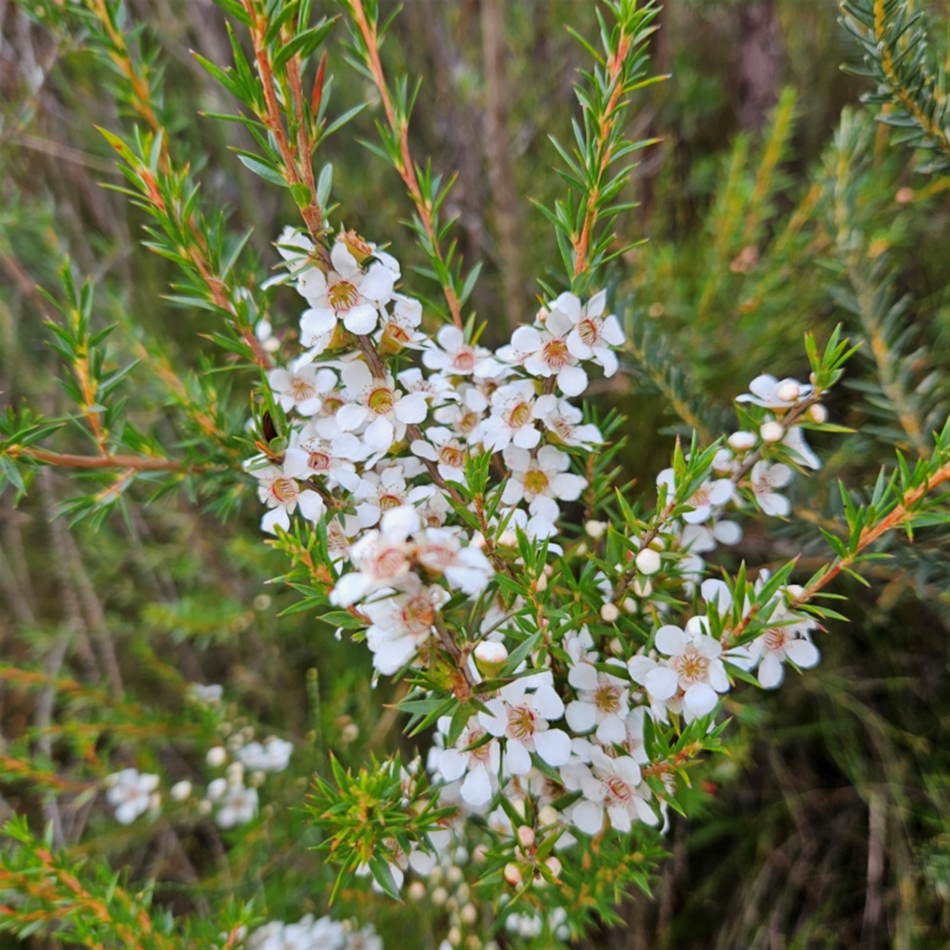 Leptospermum juniperinum at Undefined Area - 17 Apr 2024 03:08 PM