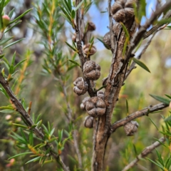 Leptospermum juniperinum at Blue Mountains National Park - 17 Apr 2024