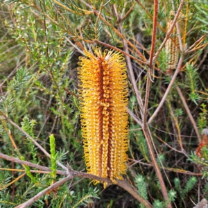 Banksia ericifolia subsp. ericifolia (Heath-leaved Banksia) at Blue Mountains National Park by MatthewFrawley