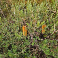 Banksia ericifolia subsp. ericifolia at Blue Mountains National Park - 17 Apr 2024