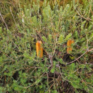 Banksia ericifolia subsp. ericifolia at Blue Mountains National Park - 17 Apr 2024
