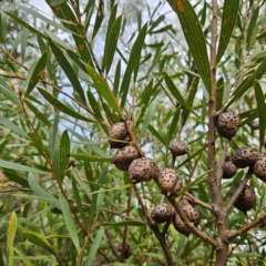 Hakea dactyloides (Finger Hakea) at Katoomba, NSW - 17 Apr 2024 by MatthewFrawley