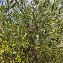 Hakea dactyloides at Katoomba, NSW - 17 Apr 2024 03:23 PM