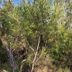 Hakea dactyloides at Katoomba, NSW - 17 Apr 2024 03:23 PM