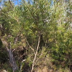 Hakea dactyloides at Katoomba, NSW - 17 Apr 2024