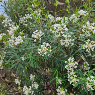Pimelea linifolia subsp. linoides at Blue Mountains National Park - 17 Apr 2024 by MatthewFrawley