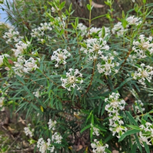Pimelea linifolia subsp. linoides at Blue Mountains National Park - 17 Apr 2024