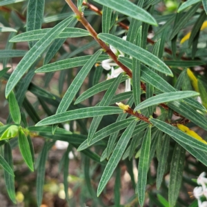 Pimelea linifolia subsp. linoides at Blue Mountains National Park - 17 Apr 2024