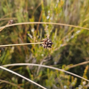 Gymnoschoenus sphaerocephalus (Button Grass) at Blue Mountains National Park by MatthewFrawley
