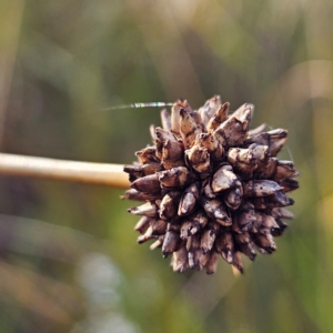 Gymnoschoenus sphaerocephalus at Blue Mountains National Park - 17 Apr 2024