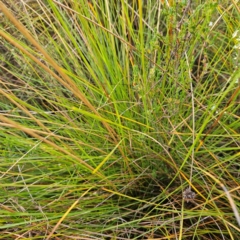 Gymnoschoenus sphaerocephalus at Blue Mountains National Park - 17 Apr 2024 03:05 PM