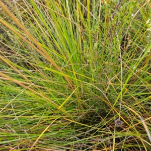 Gymnoschoenus sphaerocephalus at Blue Mountains National Park - 17 Apr 2024