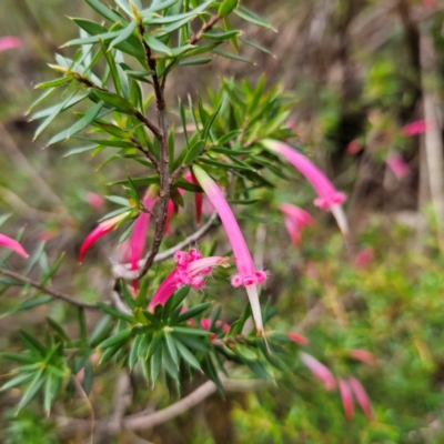 Styphelia tubiflora (Red Five-corners) at Katoomba, NSW - 17 Apr 2024 by MatthewFrawley