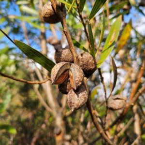 Hakea dactyloides at Blue Mountains National Park - 17 Apr 2024