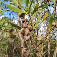 Hakea dactyloides at Blue Mountains National Park - 17 Apr 2024 03:08 PM