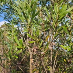 Hakea dactyloides at Blue Mountains National Park - 17 Apr 2024 03:08 PM