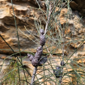 Allocasuarina littoralis at Blue Mountains National Park - 17 Apr 2024