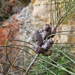 Allocasuarina littoralis at Blue Mountains National Park - 17 Apr 2024 02:55 PM