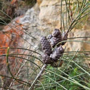 Allocasuarina littoralis at Blue Mountains National Park - 17 Apr 2024 02:55 PM