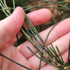 Allocasuarina littoralis at Blue Mountains National Park - 17 Apr 2024 02:55 PM