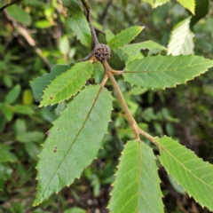 Callicoma serratifolia (Black Wattle, Butterwood, Tdgerruing) at Blue Mountains National Park - 17 Apr 2024 by MatthewFrawley