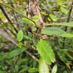 Callicoma serratifolia at Blue Mountains National Park - 17 Apr 2024 02:52 PM