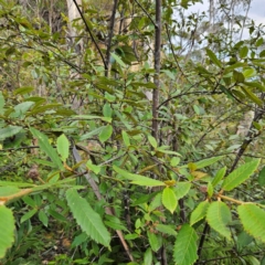 Callicoma serratifolia at Blue Mountains National Park - 17 Apr 2024 02:52 PM