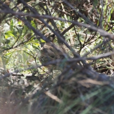 Cinclosoma punctatum (Spotted Quail-thrush) at Cotter River, ACT - 26 Feb 2024 by RAllen