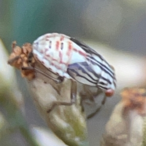 Lygaeidae (family) at QPRC LGA - 17 Apr 2024