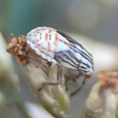 Lygaeidae (family) (Seed bug) at Greenleigh, NSW - 17 Apr 2024 by Hejor1