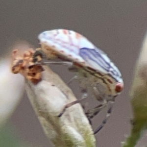 Lygaeidae (family) at QPRC LGA - 17 Apr 2024