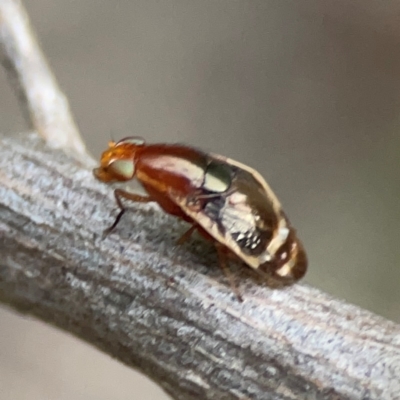 Depressa albicosta (A lauxid fly) at Greenleigh, NSW - 17 Apr 2024 by Hejor1