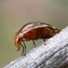 Depressa albicosta at QPRC LGA - 17 Apr 2024 04:34 PM